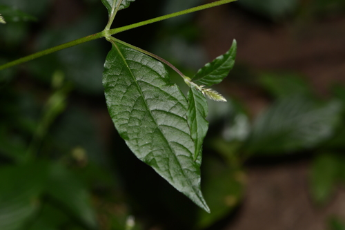 Image of Achyranthes Coynei (Achyranthes coynei) by no rights reserved