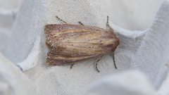 Nonagria typhae