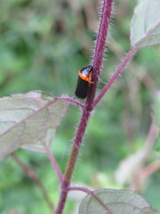 Phymatostetha