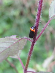 Phymatostetha