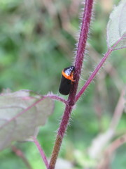 Phymatostetha