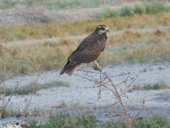 Rostrhamus sociabilis