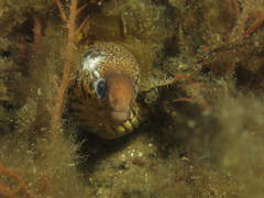 Gymnothorax cribroris