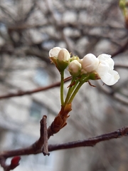 Crataegus