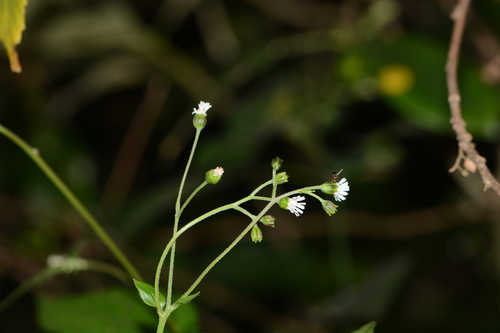 Image of Common Medicineplant (Adenostemma lavenia) by no rights reserved