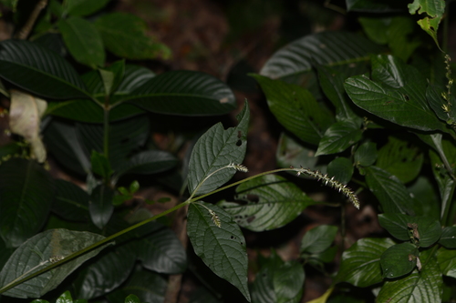 Image of Achyranthes Coynei (Achyranthes coynei) by no rights reserved
