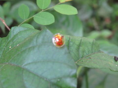 Aspidimorpha furcata