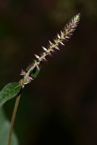 Image of Achyranthes Coynei (Achyranthes coynei) by no rights reserved