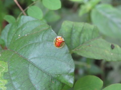 Aspidimorpha furcata