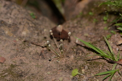 Eriocaulon stellulatum