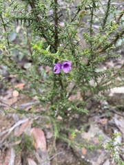 Prostanthera decussata