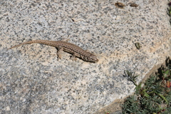 Eremias multiocellata