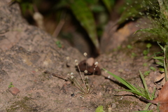 Eriocaulon stellulatum