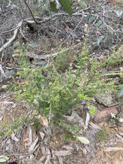 Prostanthera decussata