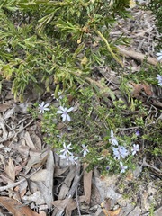 Olearia minor