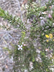 Cyanothamnus anemonifolius