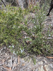 Olearia minor