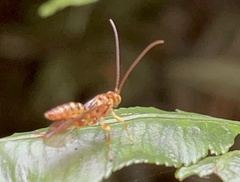 Theronia