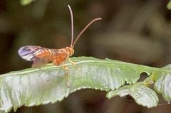 Theronia