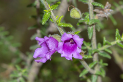 Prostanthera decussata