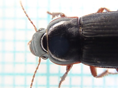 Harpalus tardus