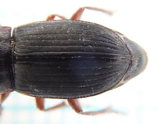 Harpalus tardus