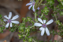Olearia minor