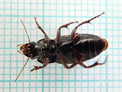 Harpalus tardus