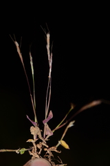 Arthraxon lanceolatus