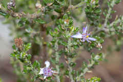 Olearia minor