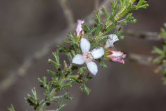 Cyanothamnus anemonifolius
