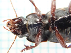 Harpalus tardus