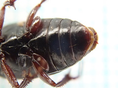Harpalus tardus