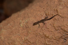 Cnemaspis girii