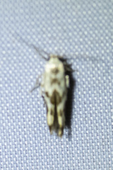 Stathmopoda melanochra