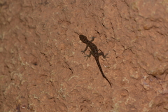 Cnemaspis girii