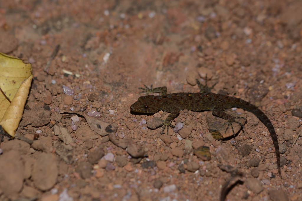Giri's Day Gecko