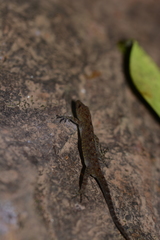Cnemaspis girii