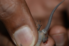 Cnemaspis girii