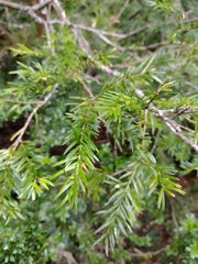 Saxegothaea conspicua