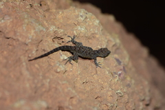 Cnemaspis girii