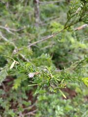 Saxegothaea conspicua