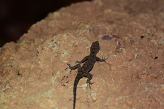 Cnemaspis girii