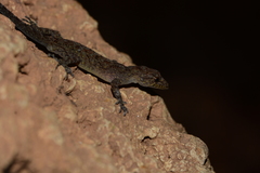 Cnemaspis girii