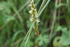 Carex declinata