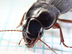 Harpalus tardus