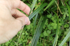 Carex declinata
