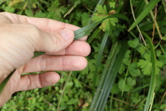 Carex declinata