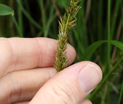 Carex declinata