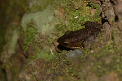 Indosylvirana caesari